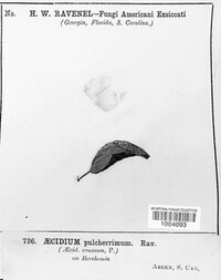 Aecidium pulcherrimum image